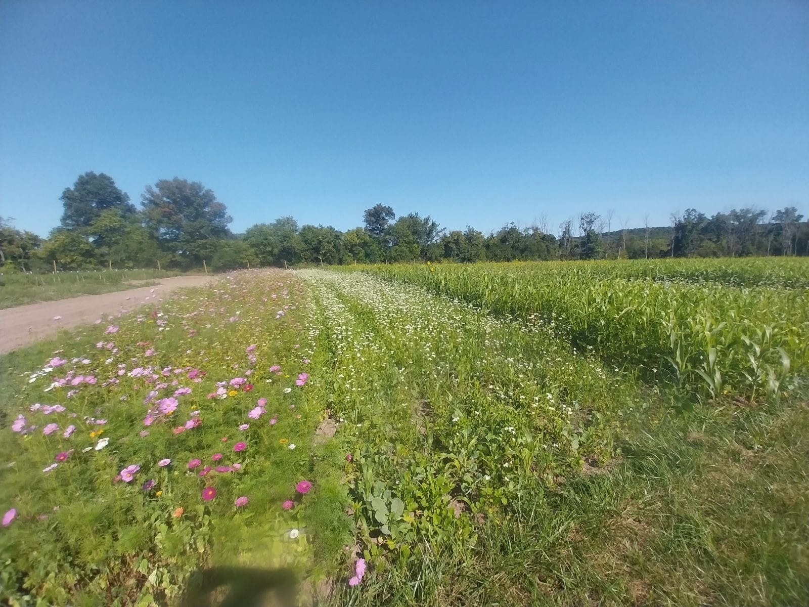 cover crop, organic matter