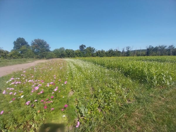 cover crop, organic matter